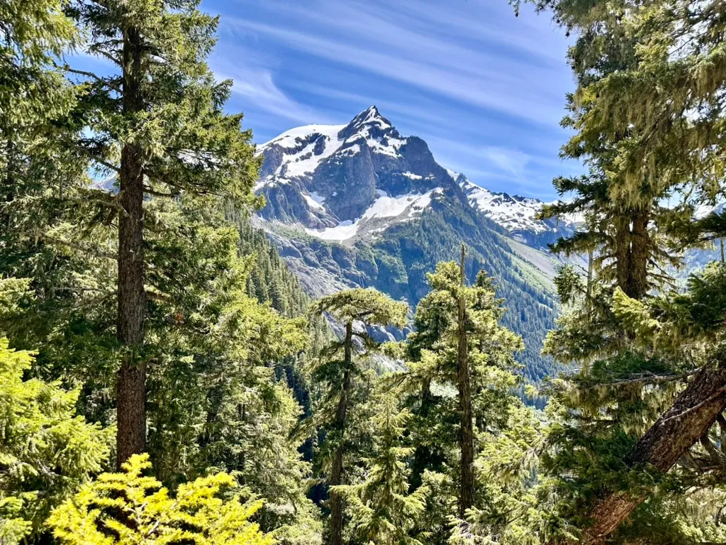Ancient Douglas fir and Sitka spruce, Hoh Rainforest